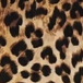 Leopard Print